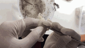 20.gif