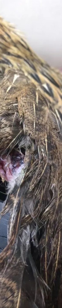 我家的狗是个好猎手 就是狩猎的成本有点儿高