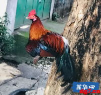 一只鸡的自杀